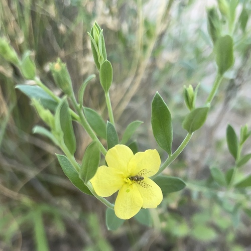 rough menodora