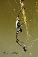 Trichonephila inaurata madagascariensis