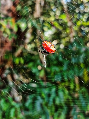 Spinybacked Orbweaver
