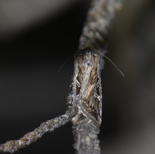 iNaturalist observation photo of Euxoa