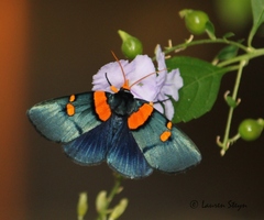 Egybolis vaillantina