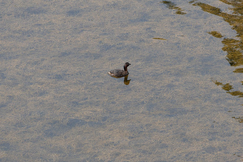 iNaturalist: (c) Léo Pedutti, some rights reserved (CC BY-NC), uploaded by Léo Pedutti iNaturalist image