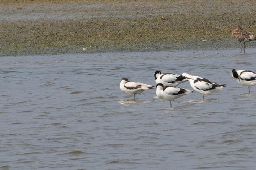iNaturalist image