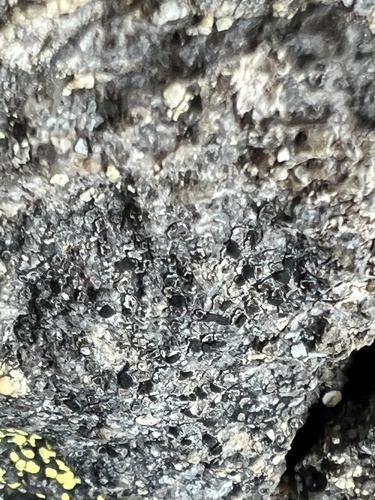 Tiny Button Lichen