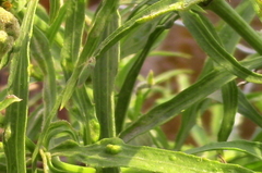 Bucephalogonia xanthophis