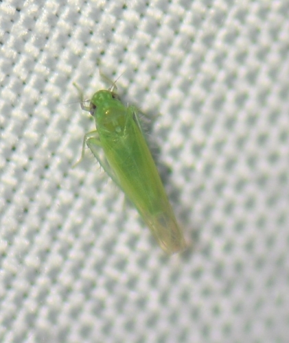 iNaturalist observation photo of Microleafhoppers