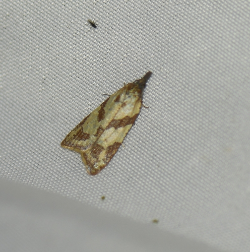 iNaturalist observation photo of Tortricine Leafroller Moths