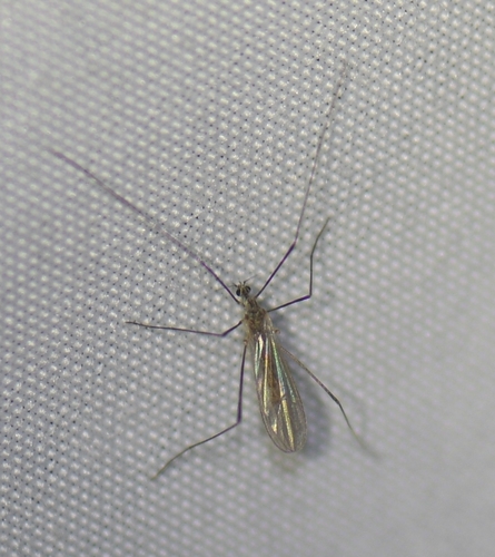 iNaturalist observation photo of Limoniid Crane Flies
