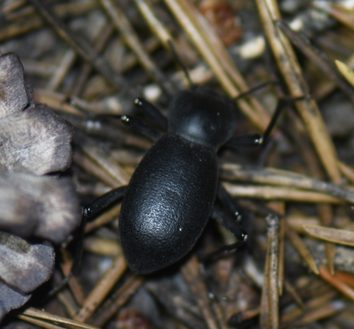 iNaturalist observation photo of Darkling Beetles