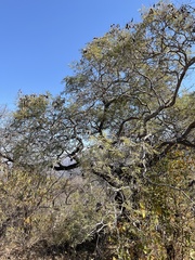 Peltophorum africanum