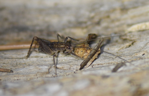 iNaturalist observation photo of Camel Crickets