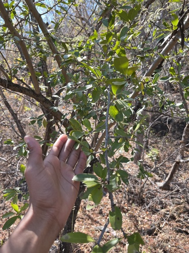 Strychnos madagascariensis, photograph 6