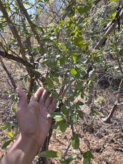 Strychnos madagascariensis, photograph author not stated, no rights reserved