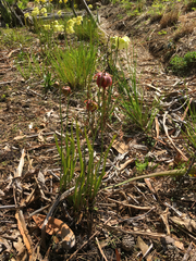 Sarraceniaceae