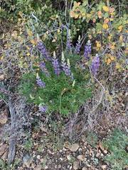 Lupinus argenteus palmeri