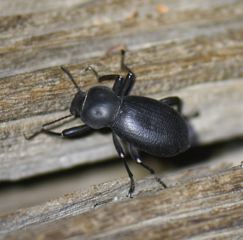 iNaturalist observation photo of Darkling Beetles