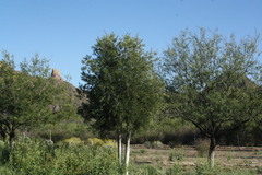 Forchhammeria watsonii