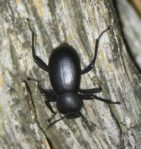iNaturalist observation photo of Darkling Beetles