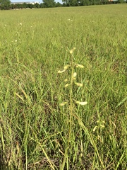 Penstemon oklahomensis