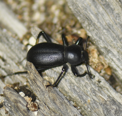 iNaturalist observation photo of Darkling Beetles