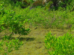 Gallirallus philippensis andrewsi