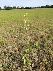 Penstemon oklahomensis