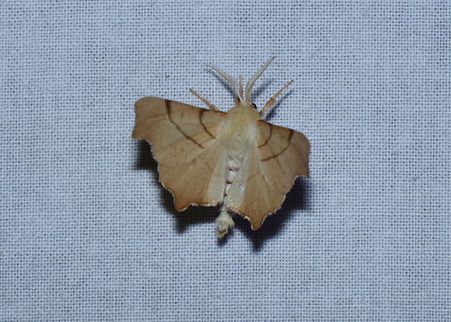 September Thorn, Het Katlijker Schar (Ketliker Skar). (Natuurgebied van It Fryske Gea)., Schoterlandseweg 26, 8455 JG Katlijk, Nederland, photo 6 of 10