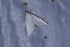 Urola nivalis