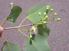Corymbia foelscheana