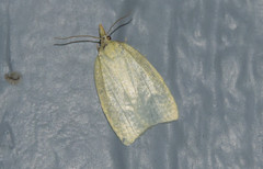Cenopis pettitana