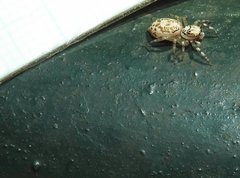 Phintelloides versicolor