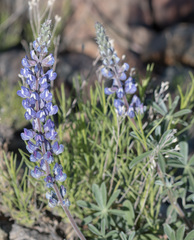 Lupinus argenteus palmeri