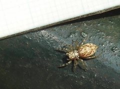 Phintelloides versicolor