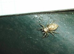 Phintelloides versicolor