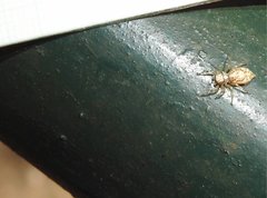 Phintelloides versicolor