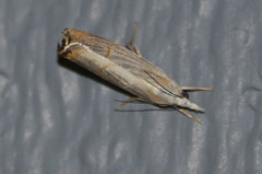 Parapediasia decorellus