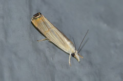 Parapediasia decorellus