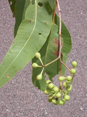 Corymbia porrecta