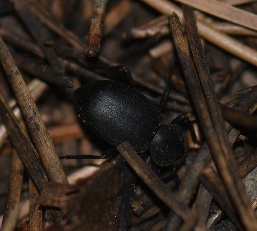 iNaturalist observation photo of Darkling Beetles