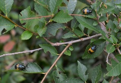 Monocesta ducalis