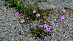 Eudianthe coeli-rosa, photograph author not stated, no rights reserved