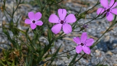 Eudianthe coeli-rosa, photograph author not stated, no rights reserved