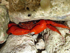 Geograpsus stormi