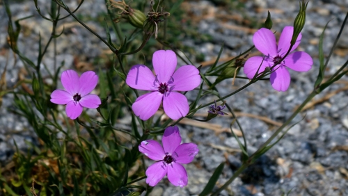 Eudianthe coeli-rosa, photograph 6