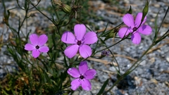 Eudianthe coeli-rosa, photograph author not stated, no rights reserved