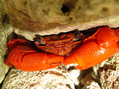 Geograpsus stormi