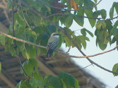 Tyrannus niveigularis