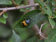 Monocesta ducalis
