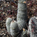 Mammillaria phitauiana - Photo (c) jrebman, some rights reserved (CC BY-NC), uploaded by jrebman