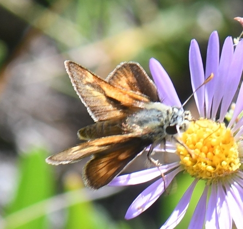 iNaturalist observation photo of Hesperiini